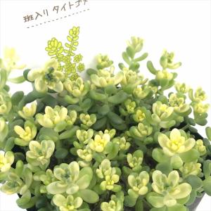 農園直売 多肉植物 寄せ植え アエオニウム属 ガーネット白斑錦（群