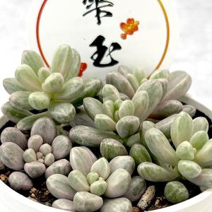 農園直売 多肉植物 寄せ植え アエオニウム属 ベルベット錦 群 特大