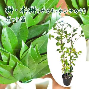 本榊（ホンサカキ）の苗（高さ30-40cm前後） : 植物・園芸専門店 花育
