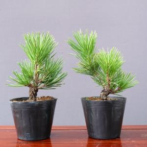 株）一樹園 三河黒松の種約500粒 【 数量限定 】 全国送料無料