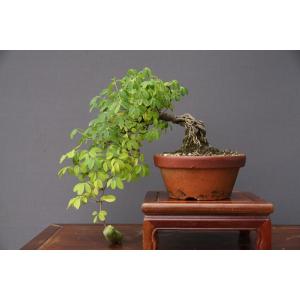 株）一樹園 瑞祥五葉松3本セット 小品盆栽／樹齢4年 : 一樹園 - 通販