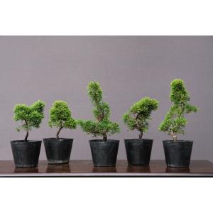 株）一樹園 黒松 【売上一位商品】 中品盆栽／樹齢20年 : 一樹園