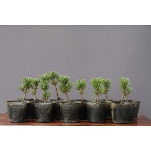 株）一樹園 赤松 中品盆栽／樹齢40年 : 一樹園 - 通販 - Yahoo