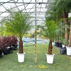 数量限定 ロストラータ ハイブリッドユッカ 耐寒性南欧風プランツ