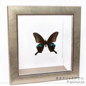 昆虫標本 蝶の標本 メネラウスモルフォ メタリック調ライトフレーム