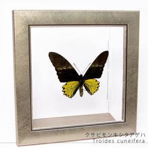 昆虫標本 蝶の標本 シボリアゲハ メタリック調ライトフレーム