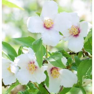 タイサンボク ケイパレス 苗木 3.5号ポット 挿し木苗 : エスフルール