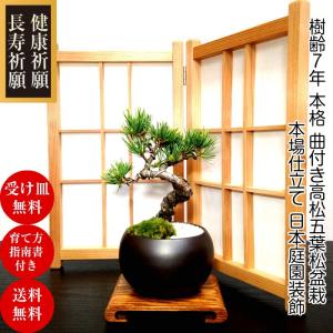 盆栽 松 黒松 樹形美 樹齢5年 捻転幹 黒松ミニ盆栽 : 和心盆栽 - 通販