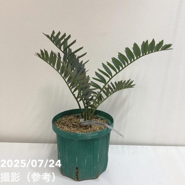 激レア！現品お届け】エンセファラルトス アレナリウス（Enephalartos