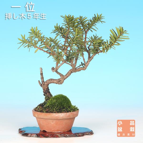 盆栽 一位 イチイ いちい 小品盆栽 ミニ盆栽 模様木 盆栽素材 : 盆栽彩