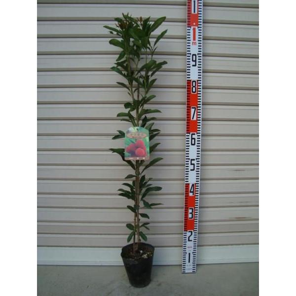 秀峰】 接木苗 シュウホウ・別名【秀光(シュウコウ)】・ヤマモモ [果樹