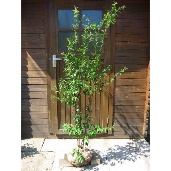 シンボルツリー ハイノキ」の人気商品一覧 | 安い商品を通販サイトから