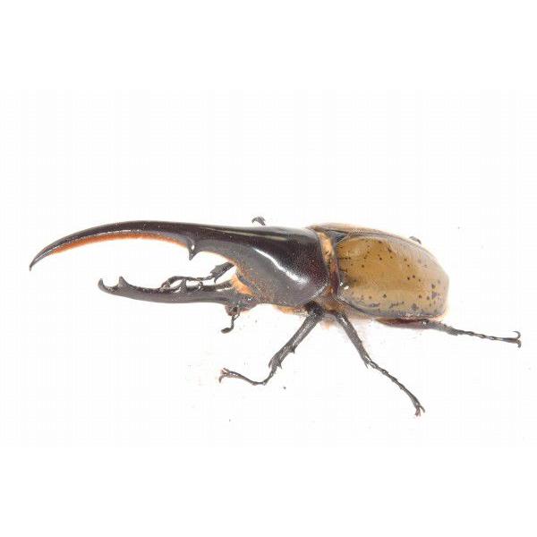 ヘラクレスヘラクレス オオカブト ♂145〜149mmペア（メス