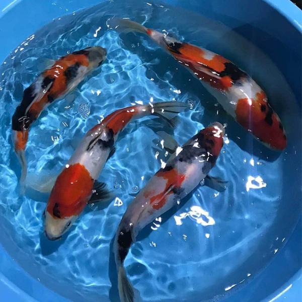 emuwaifarm_100013000