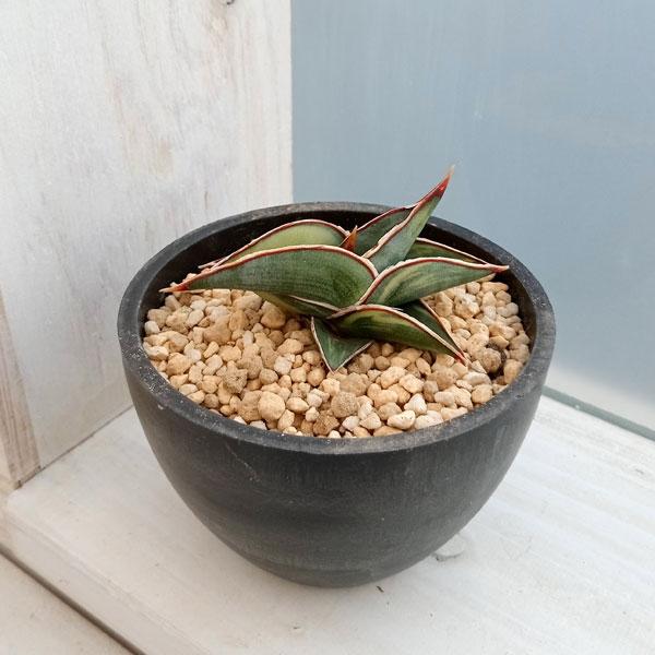 観葉植物 サンセベリア ロリダ バリエガータ 3号23-02 : 園芸ネット