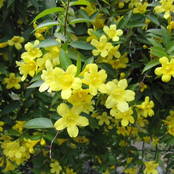 草花の苗 カロライナジャスミン3ー3.5号ポット : 園芸ネット - 通販