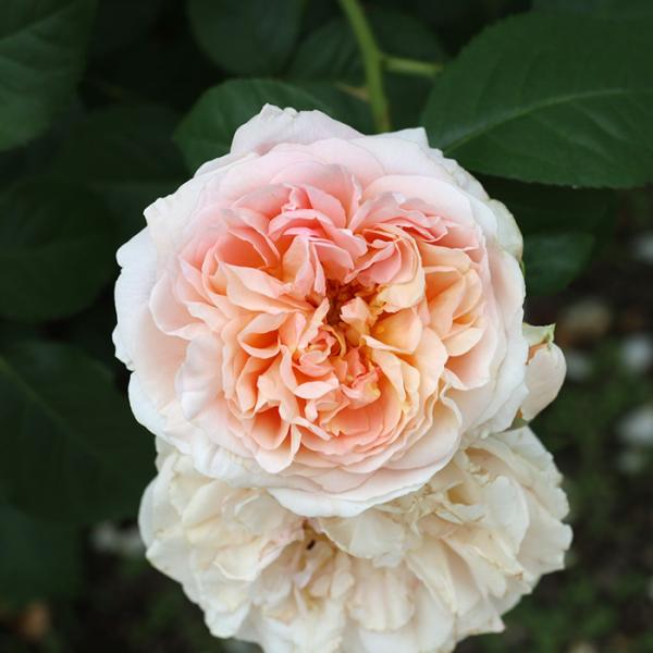 flower-net_z210603004