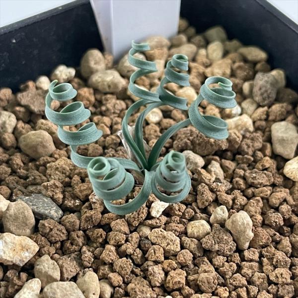 flower-net_z231216007