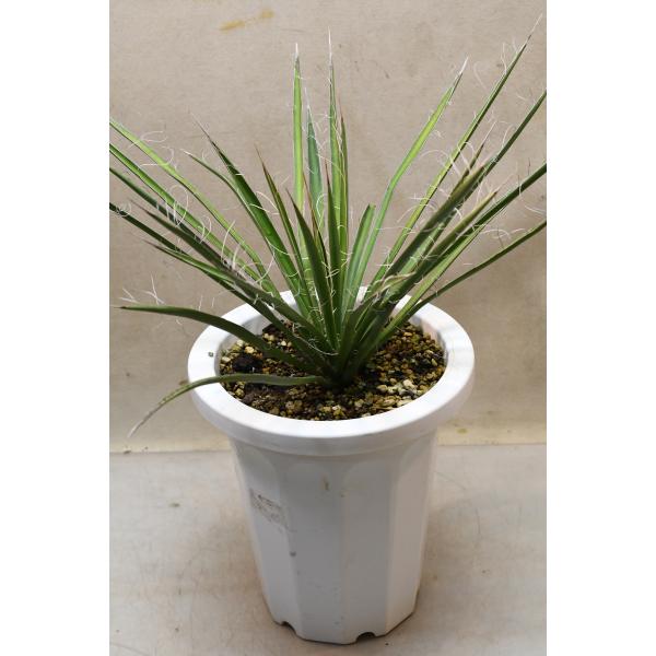 ユッカ フィリフェラ 7号ポット 観葉植物 : 金井園芸 - 通販 - Yahoo