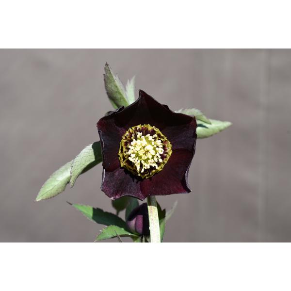 ひなっち クリスマスローズ 開花実績株 DD小輪カシス クリスマスローズ