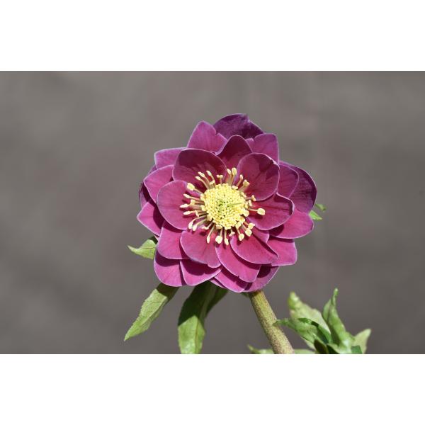 クリスマスローズ開花株 DDエクリプス 346 現品限り : 金井園芸 - 通販