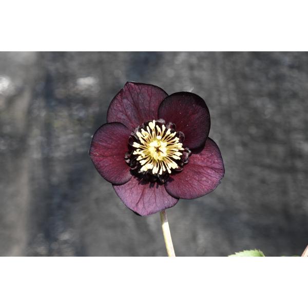 クリスマスローズ開花株 SDグロッシーカラー☆グロスチョコレート 451