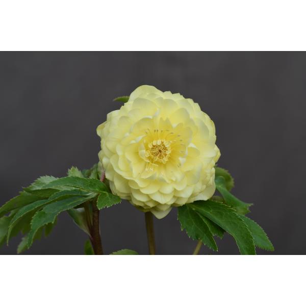 クリスマスローズ 開花実績株 DDゴールド糸ピコティ クリスマスローズ