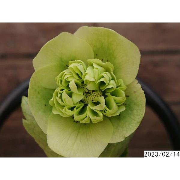 花1ガク0蕾0 開花株4号 クォーターロゼット咲 超多弁 吉田園芸生産