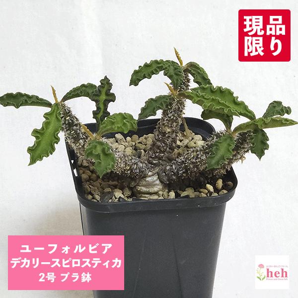 ユーフォルビア デカリー スピロスティカ 2号 プラ鉢 塊根植物