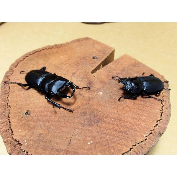 ookuwa-kyoto_hime-ookuwa40uppa