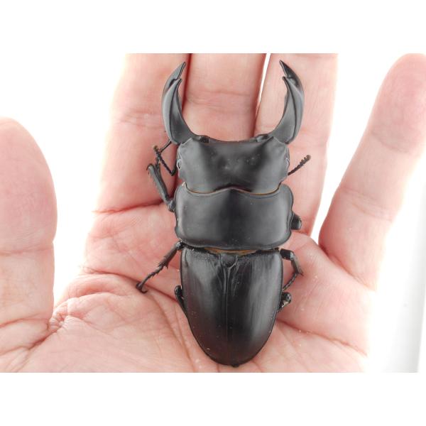 mginsect_gg85sph-4-78-0603