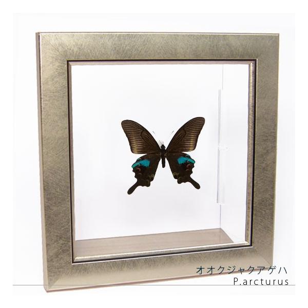 昆虫標本 蝶の標本 オオクジャクアゲハ メタリック調ライトフレーム