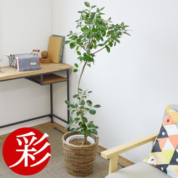 saisyokukenbi_rg080014