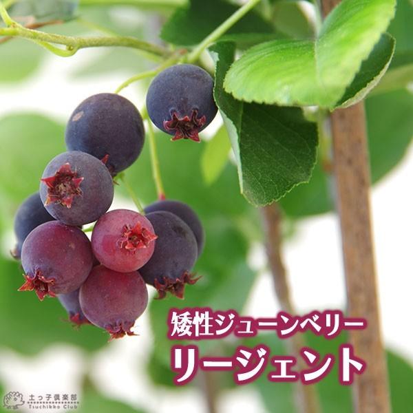 珍種 矮性ジューンベリー 『リージェント』 18cmポット苗 : 花と緑の