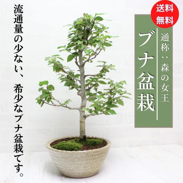 ブナ ぶな 盆栽 中品 貴風盆栽 bonsai 送料無料 : 盆栽ショップ