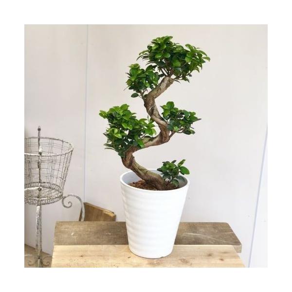 おしゃれ 観葉植物：ガジュマル 昇り竜 多幸の木 *セラアート バーク