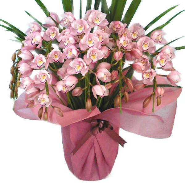 シンビジューム ピンク アーチ 6本立ち ラッピング付 耐寒性