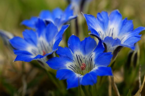 濃い青色のハルリンドウ/癒し憩い画像データベース(88103)