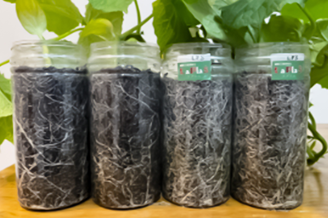 LaPlaS（ラプラス） | 次世代農業へと導く 株式会社井澤商店