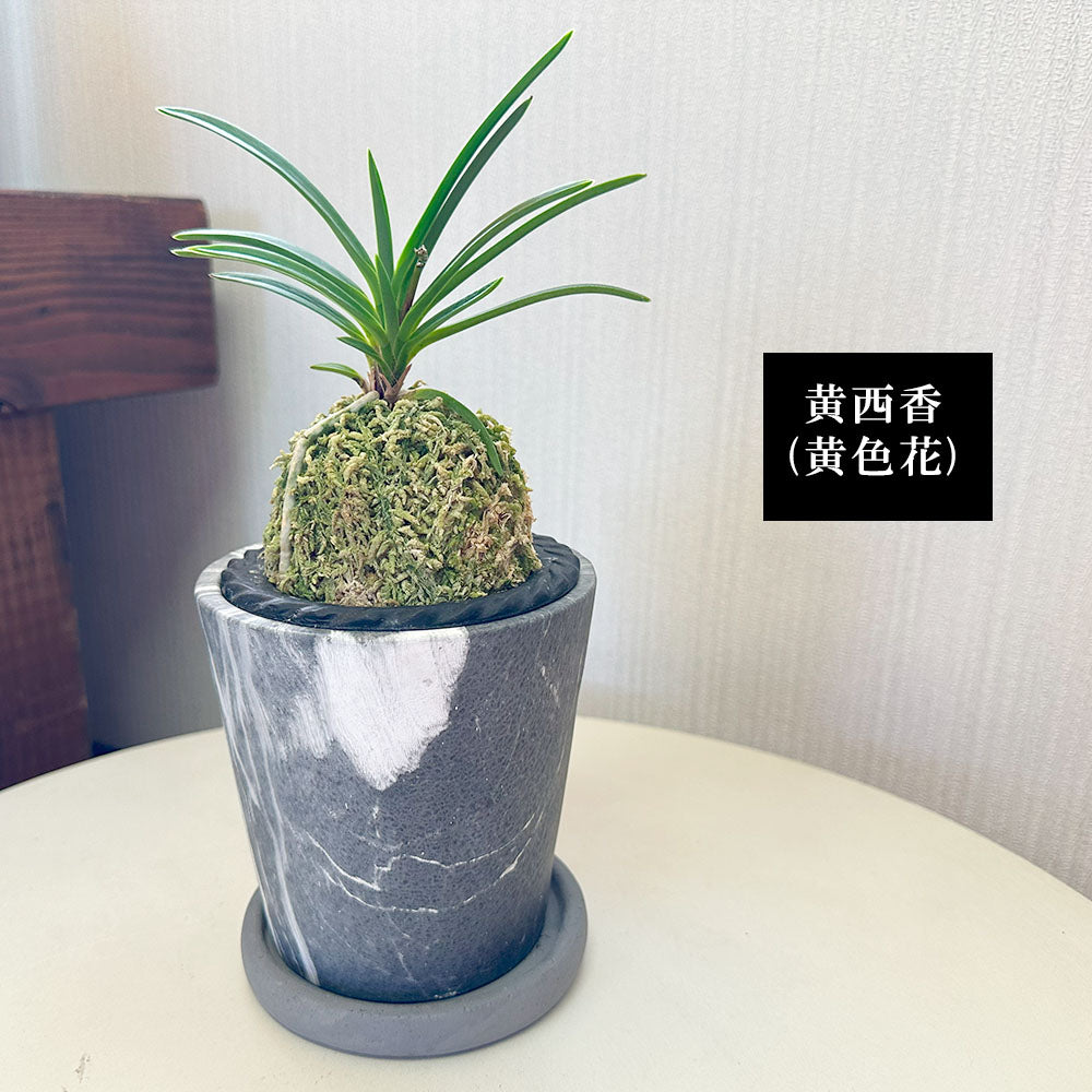 宝石のような観葉植物のお店 【Jewelry Plant】 富貴蘭 風蘭 蘭 グレー