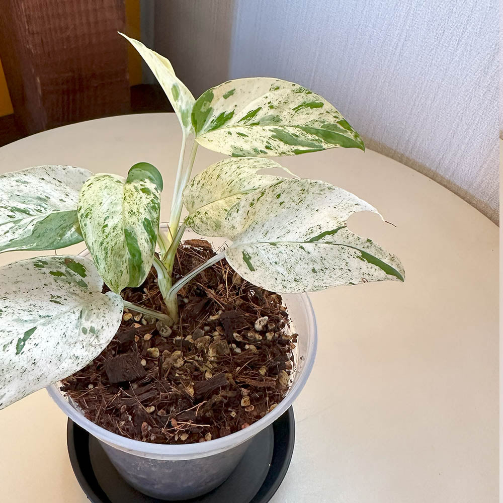 宝石のような観葉植物のお店 【Jewelry Plant】 希少品種