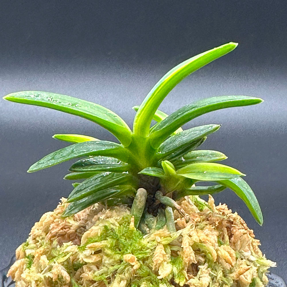 富貴蘭 風蘭 蘭 夢幻錦 むげんにしき 5本立 【現品】 T729 フウキラン