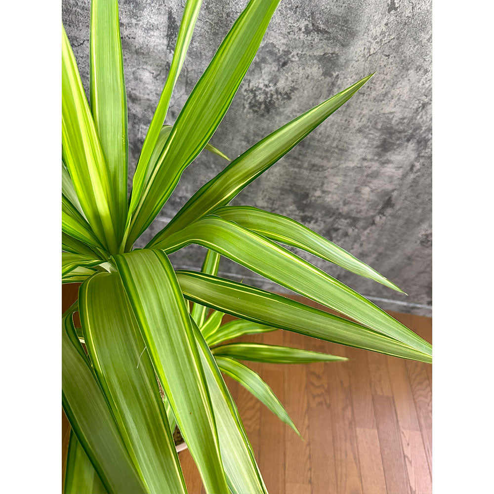 宝石のような観葉植物のお店 【Jewelry Plant】 ユッカ ロストラータ