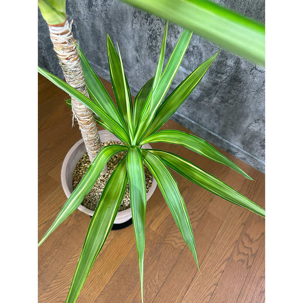 宝石のような観葉植物のお店 【Jewelry Plant】 ユッカ ロストラータ