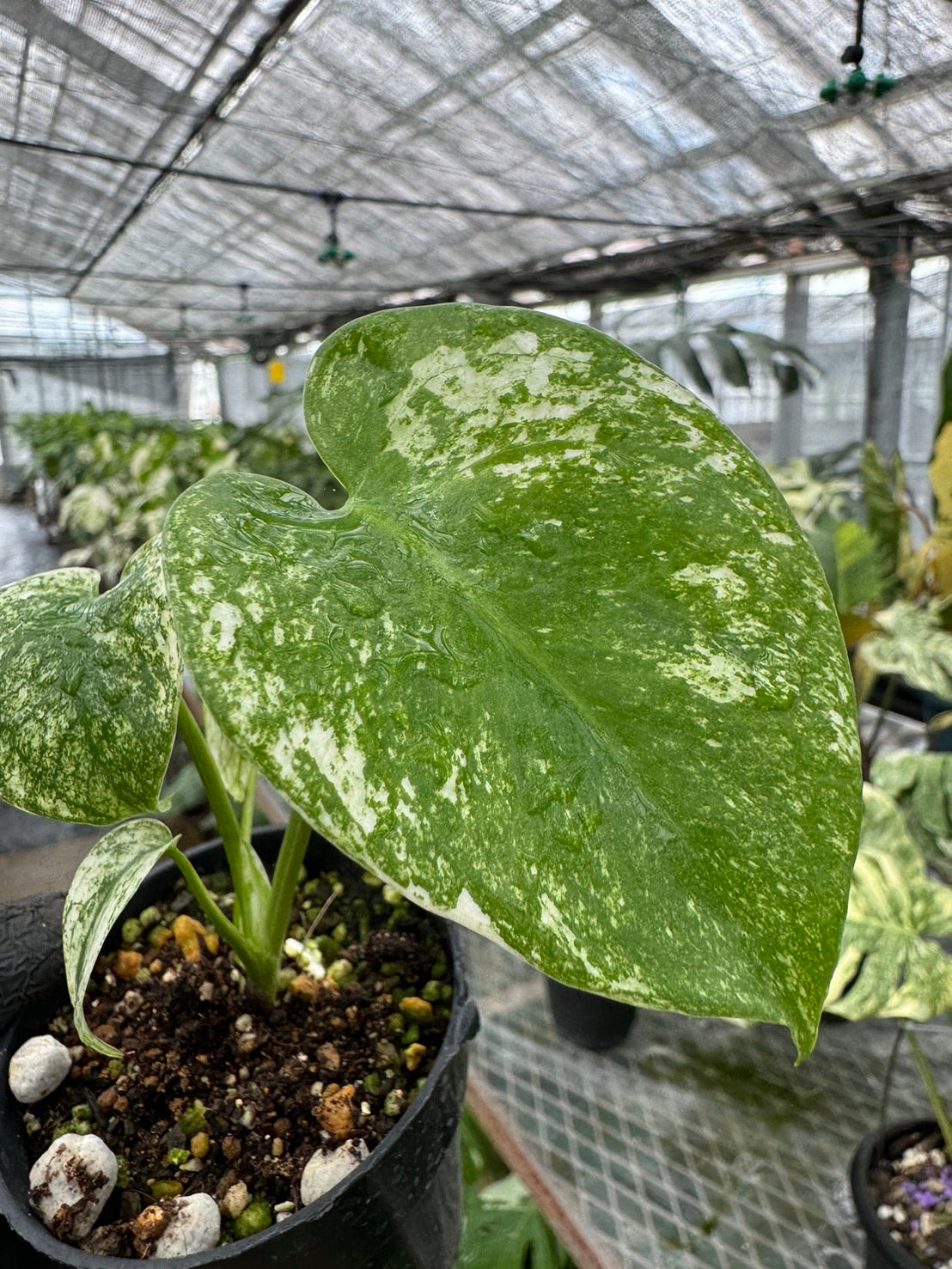 モンステラ デリシオーサ ホワイトモンスター 天津蘭 斑入り 3号 希少