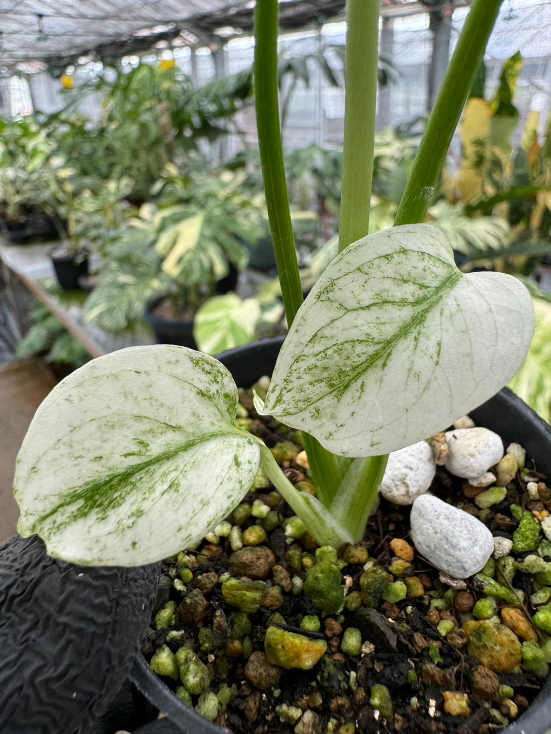 あ*や様 lsw671ホワイトモンスター 天津蘭 モンステラ斑入り 5株セット