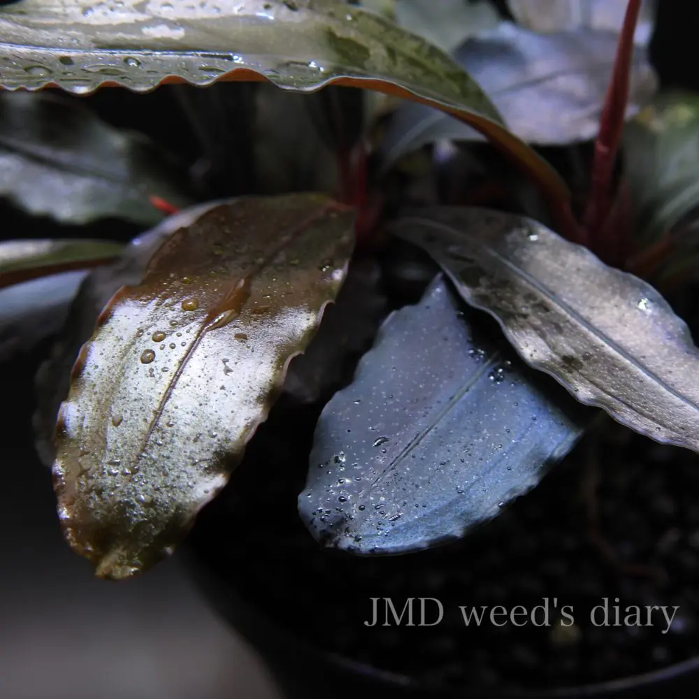 ブセファランドラ sp.レッド スペクターBucephalandra sp.red specter