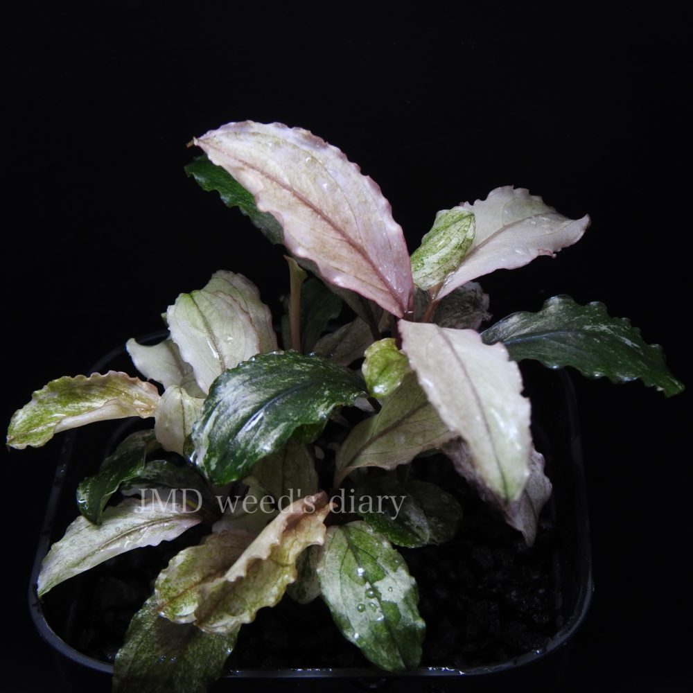 新時代の女王👻Bucephalandra sp. pink verticillata 美しき斑入り