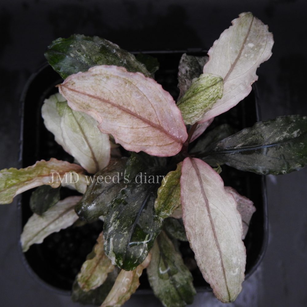 新時代の女王👻Bucephalandra sp. pink verticillata 美しき斑入り