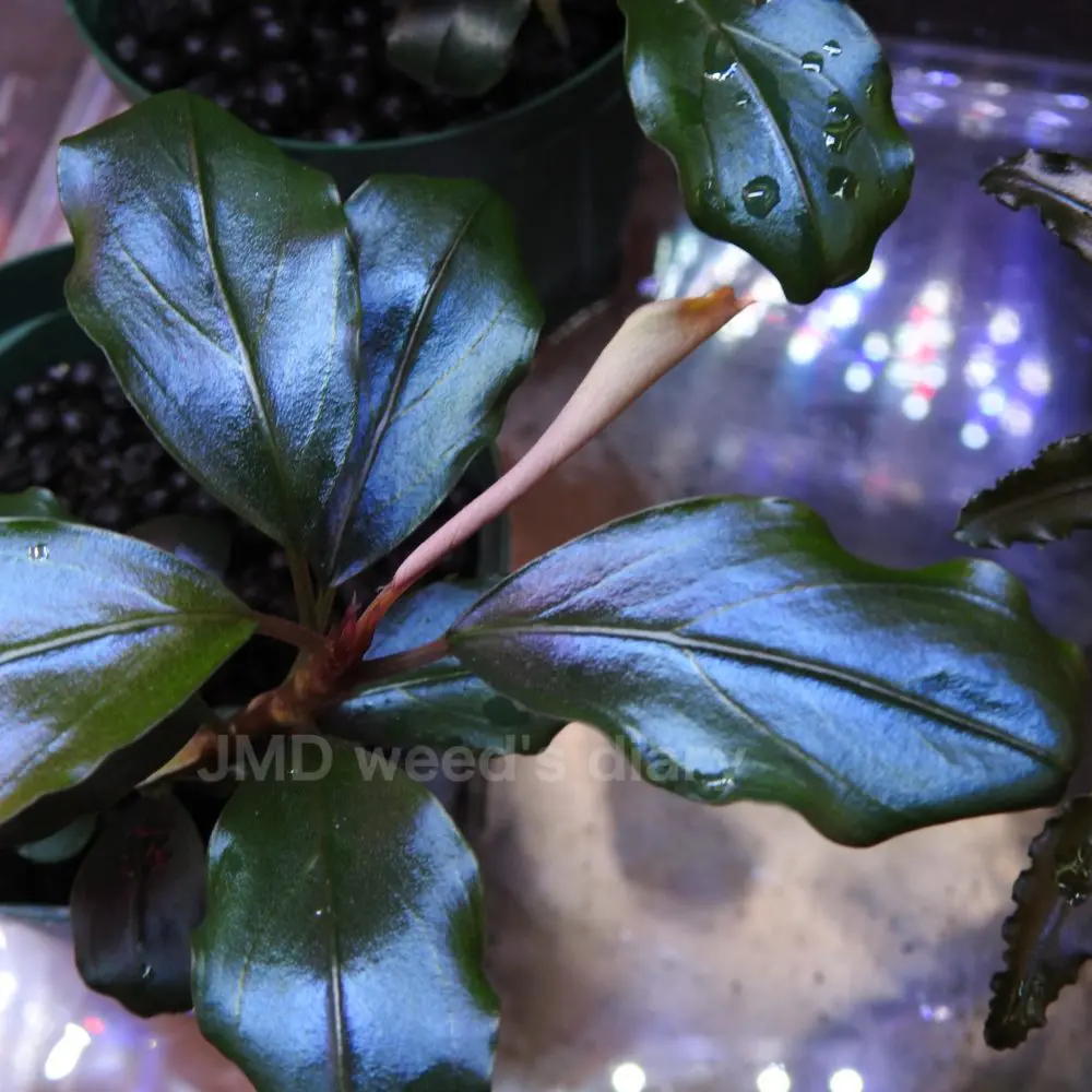 ブセファランドラsp.ティア 東南便🌱Bucephalandra sp. Theia - N-STAMP